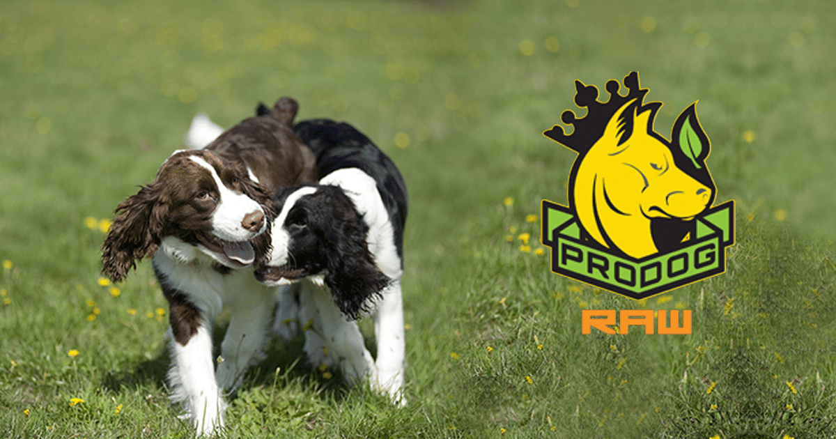 Raw Dog Food Delivery Service Online For a BARF Diet
