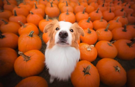 Pumpkin For Dogs 6 Benefits How To Feed It ProDog Raw