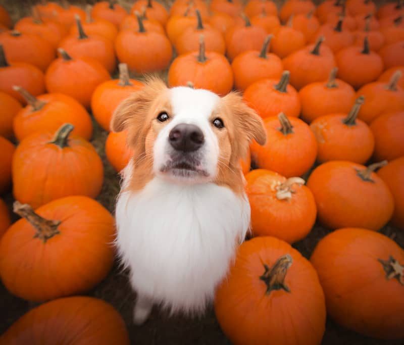 Health benefits of pumpkin for dogs best sale