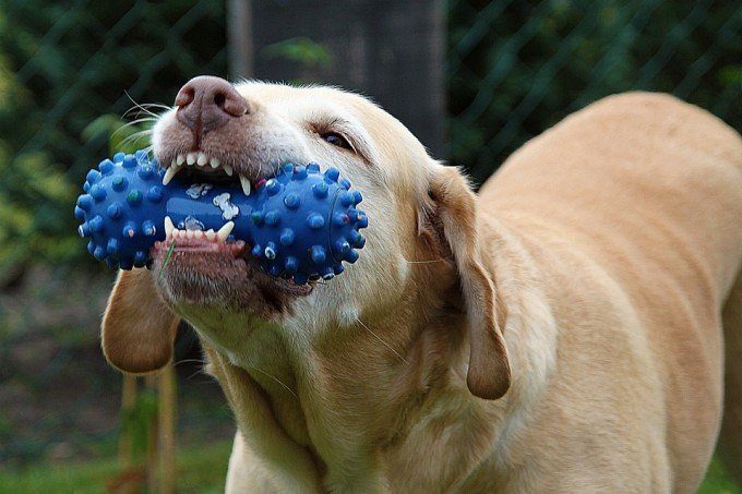 KONG Wobbler - Large - Raw Health 4 Dogs - Dog Training, Diet & Lifestyle