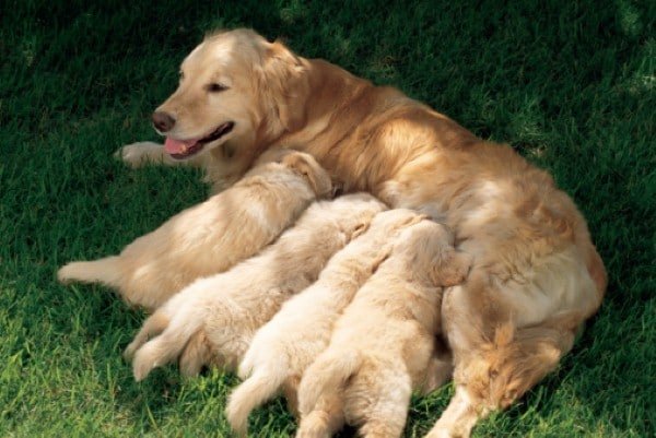 Raw feeding sales a pregnant dog