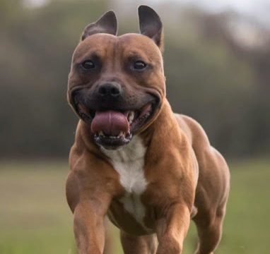 Build muscle in dogs using Protein Muscle Building Supplements