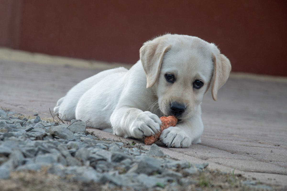 Labrador 2024 raw diet